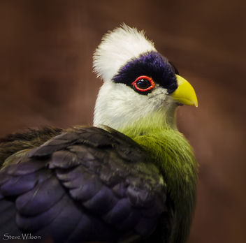 Portrait of a White-crested Turaco (EXPLORE) - бесплатный image #288443